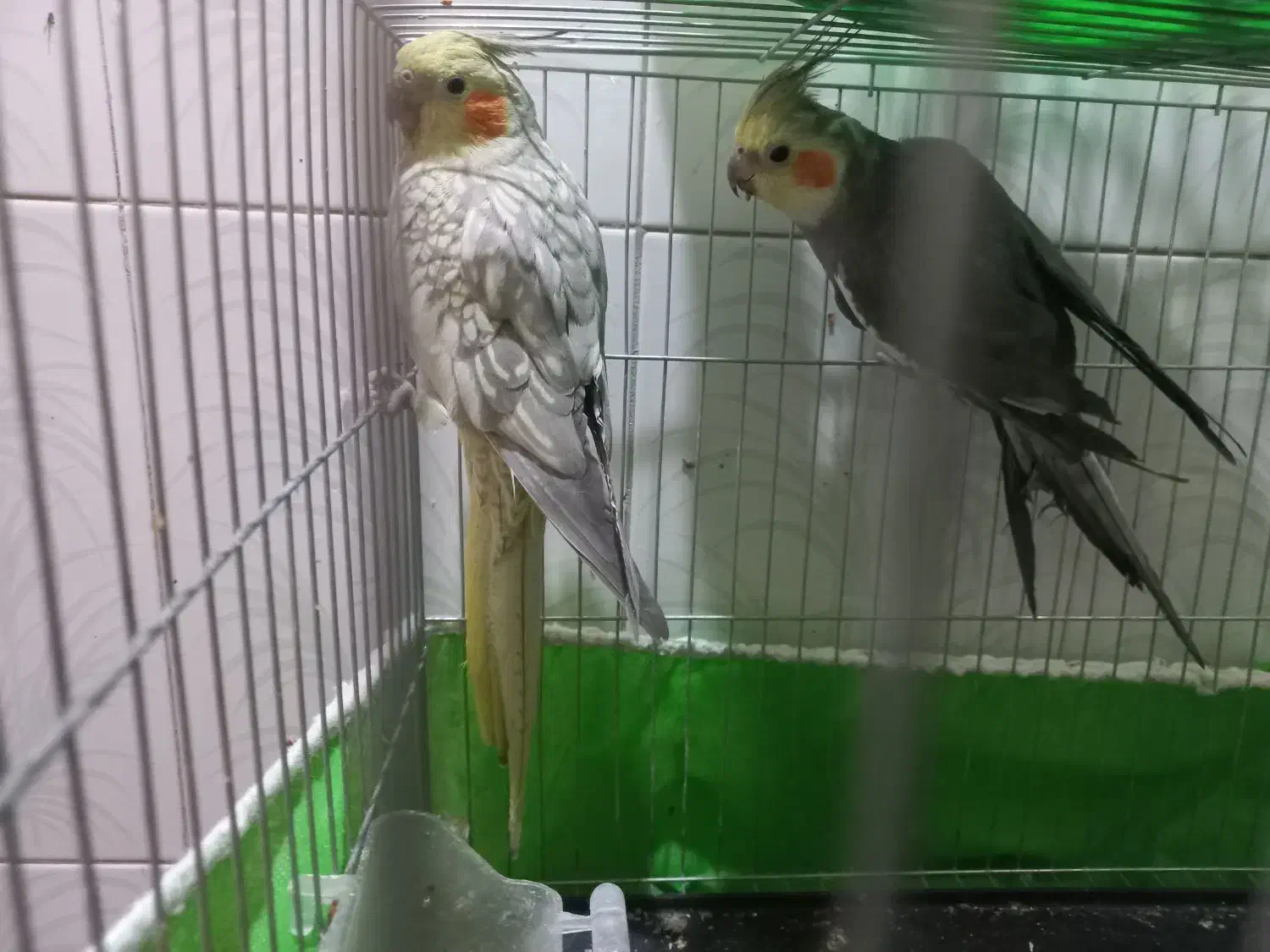 عروس هلندی جفت نرو ماده|پرنده|اصفهان, قهاب جنوبی|دیوار