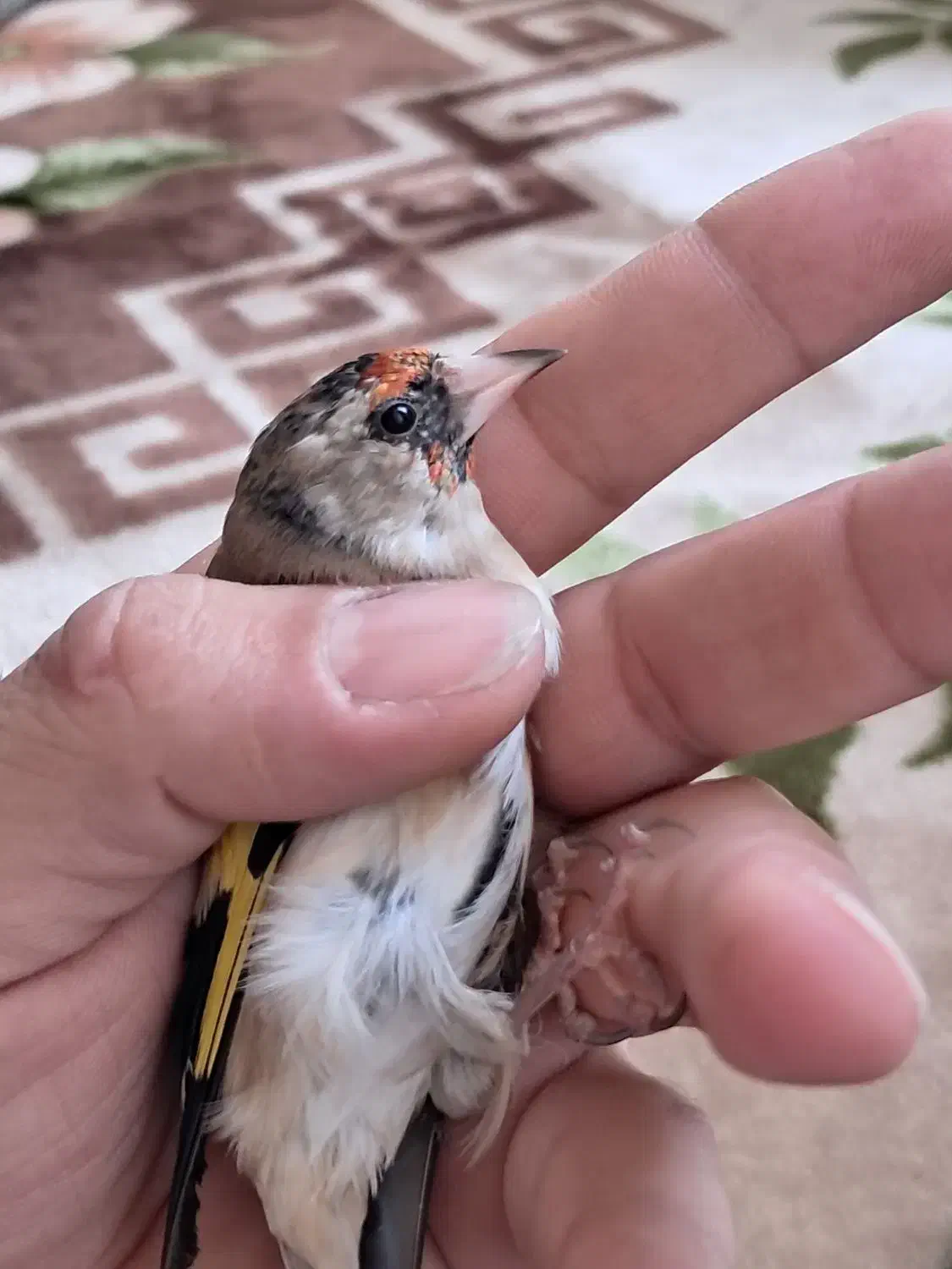 سره دورگ داغسر|پرنده|قرچک, میرزائی جنوبی|دیوار