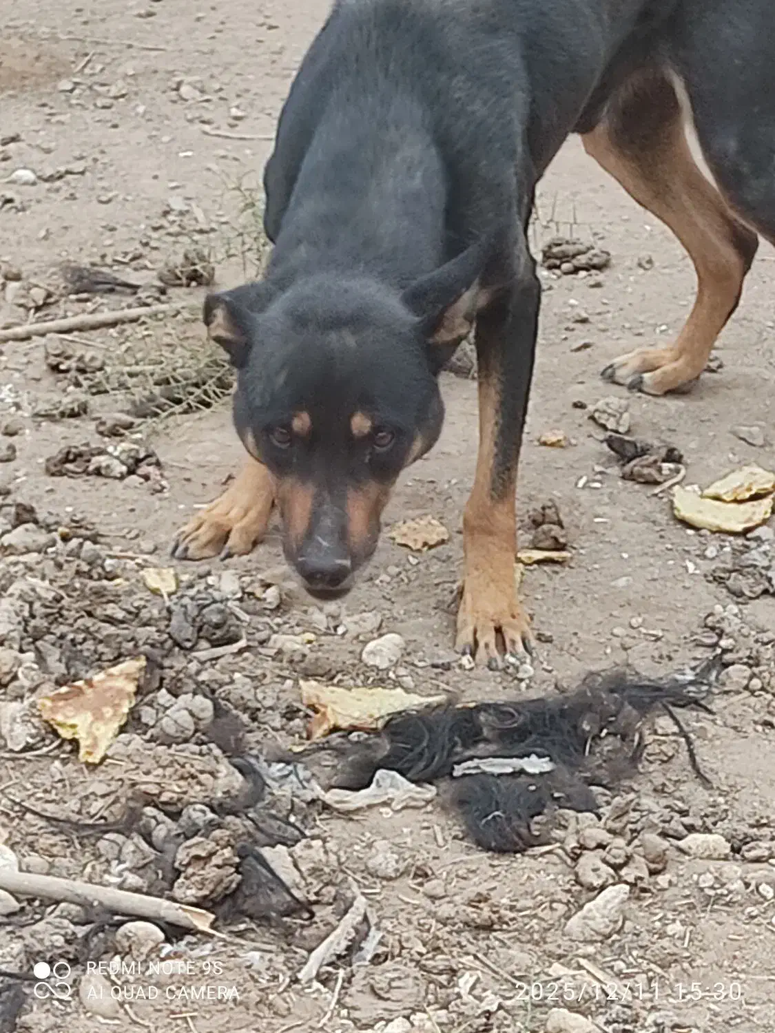 سگ نگهبان|سگ|زرند, |دیوار