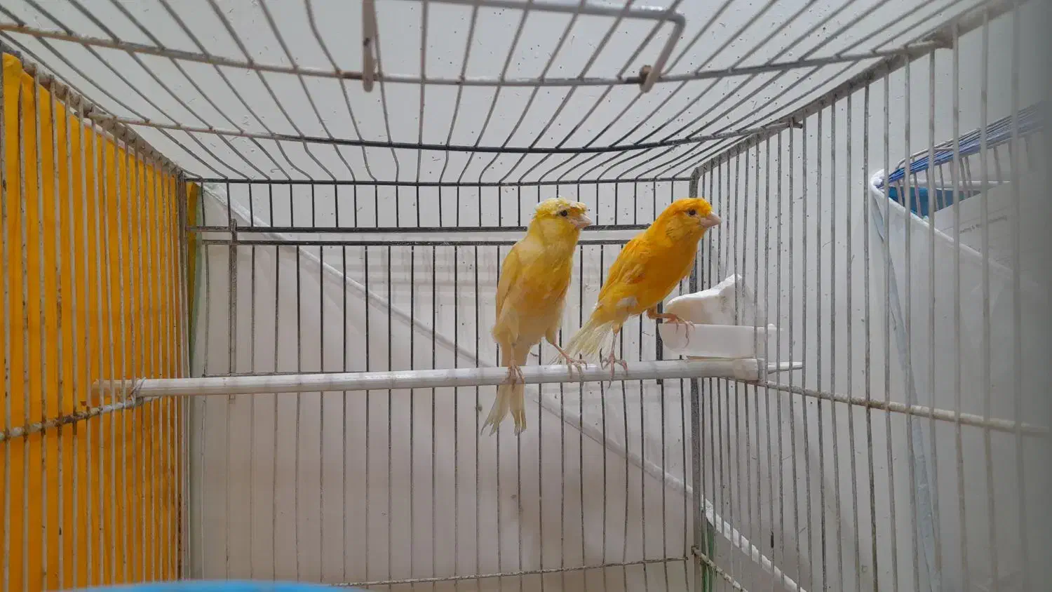 ۴ عدد قناری|پرنده|تربت‌حیدریه, یحیی آباد|دیوار