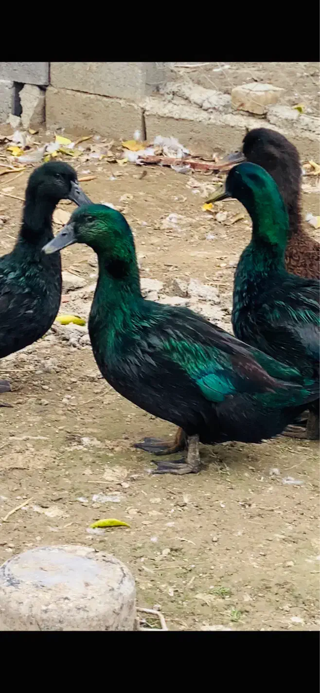 جوجه اردک کایوگا بیگ سایز|حیوانات مزرعه|قائم‌شهر, |دیوار