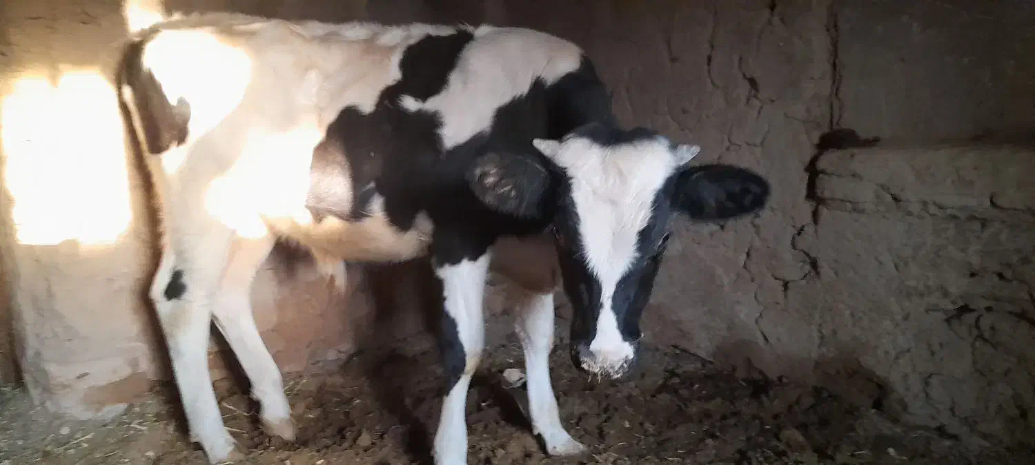 گوساله نر|حیوانات مزرعه|مود, |دیوار