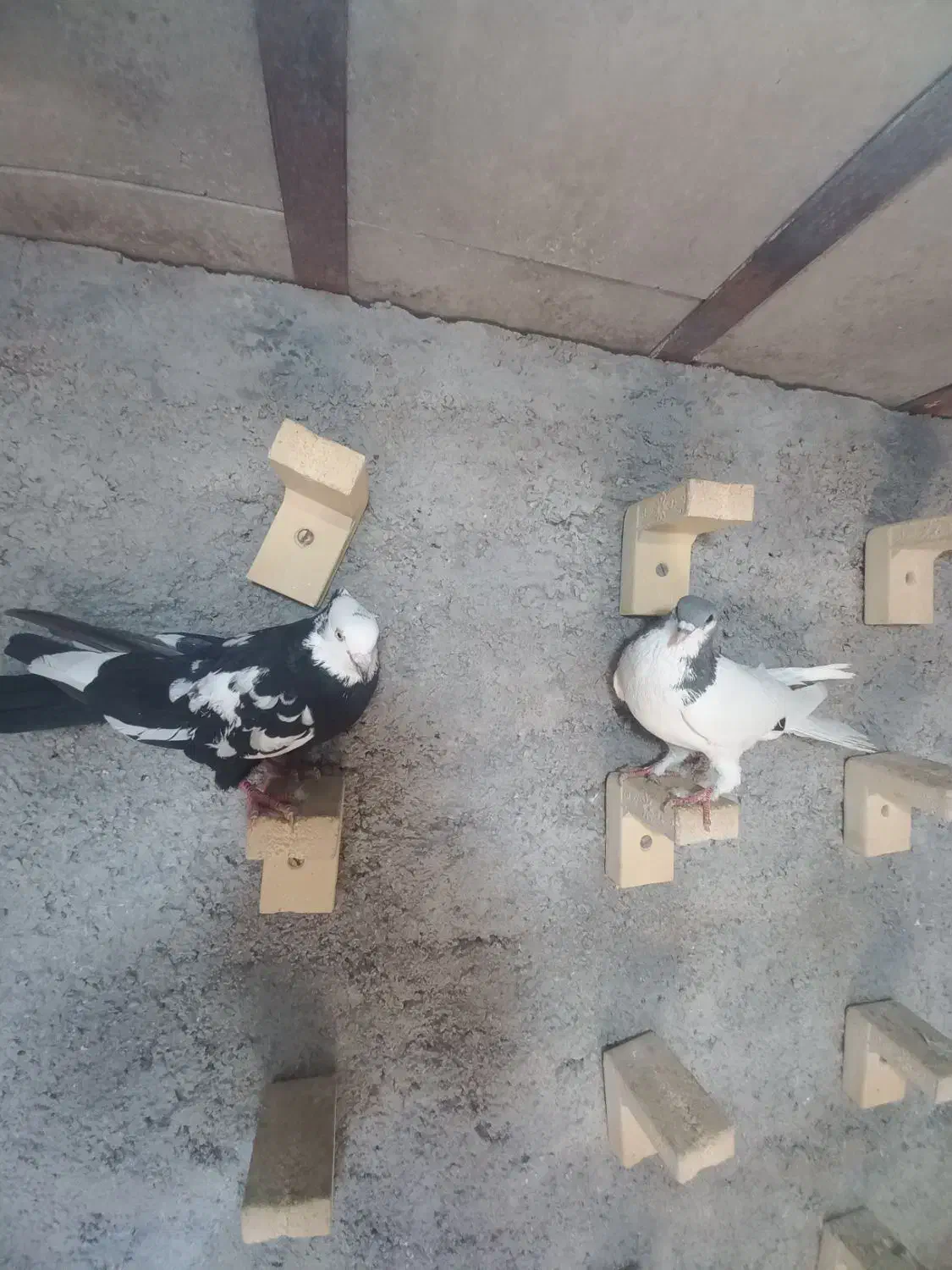 گرفتنی|پرنده|شیراز, کوشک میدان|دیوار