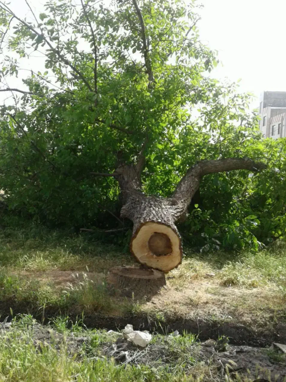 خریدار چوب شما هستیم|خدمات باغبانی و درختکاری|گلپایگان, |دیوار