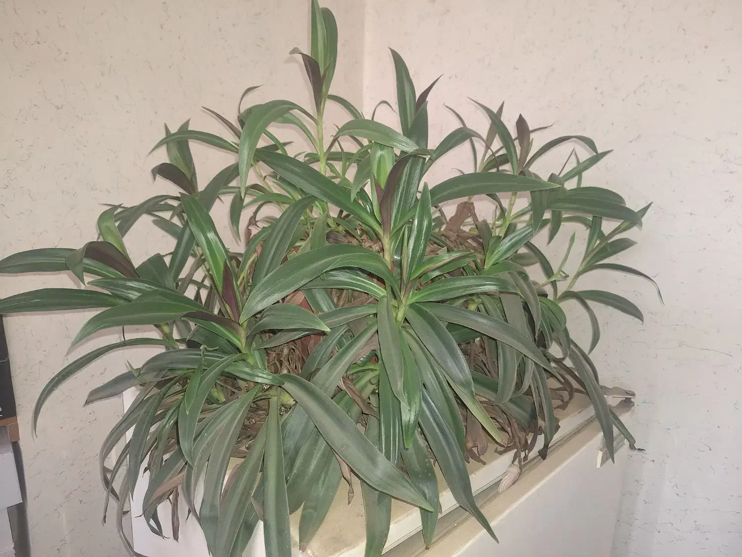 گل طبیعی|گل و گیاه طبیعی|شهرکرد, |دیوار