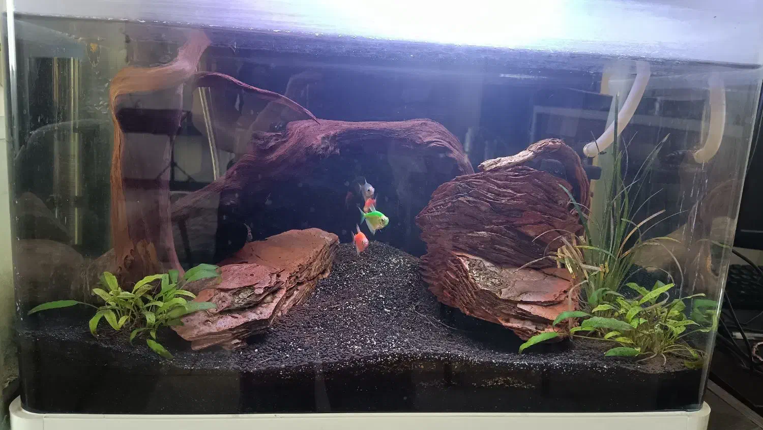 آکواریوم با لوازم|ماهی|پردیس, فاز ۸|دیوار