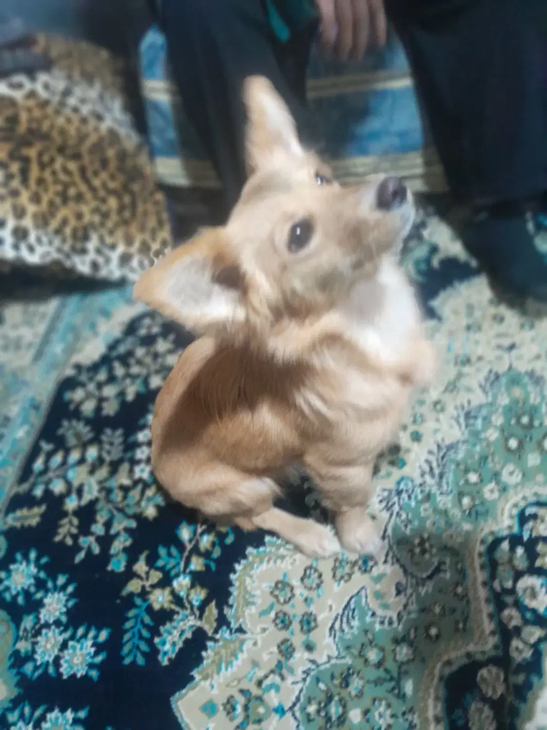 سگ گمشده|حیوانات|بندر گز, |دیوار