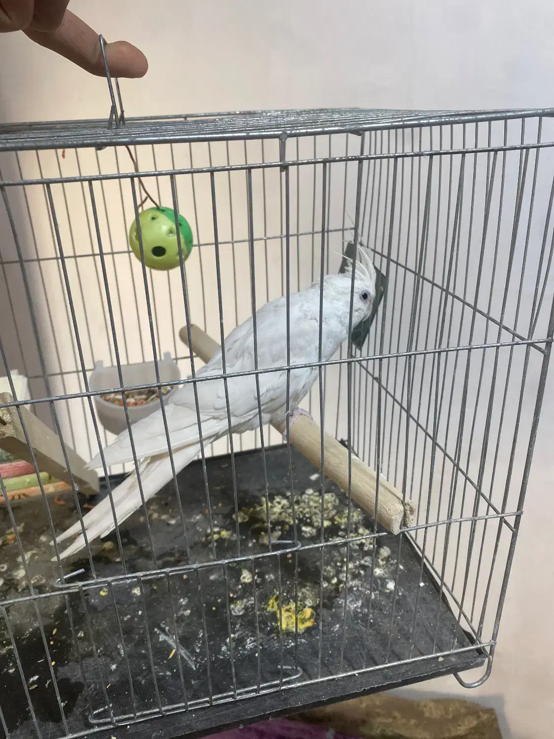 ماده البینو ۱۶ماهه نر وایت فیس|پرنده|هشتگرد, شهرک ایران خودرو|دیوار