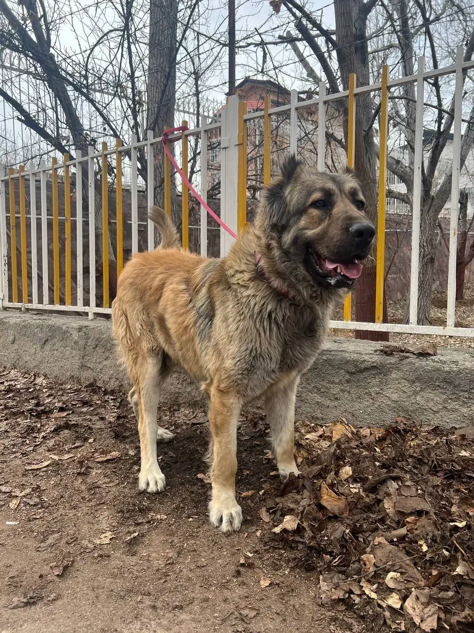 واگذاری سگ سرابی|سگ|دماوند, دماوند|دیوار