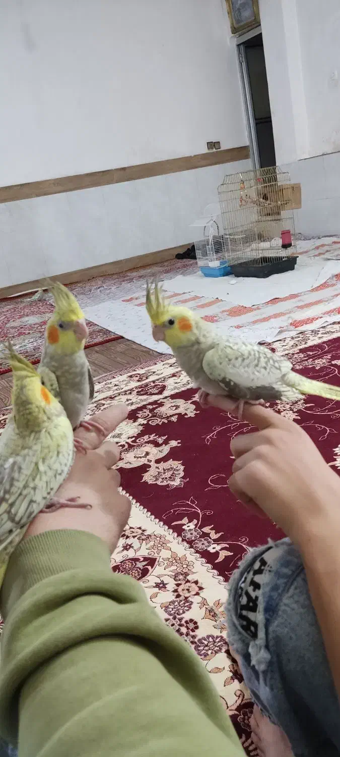 عروس هلندی|پرنده|قرچک, داوود آباد|دیوار