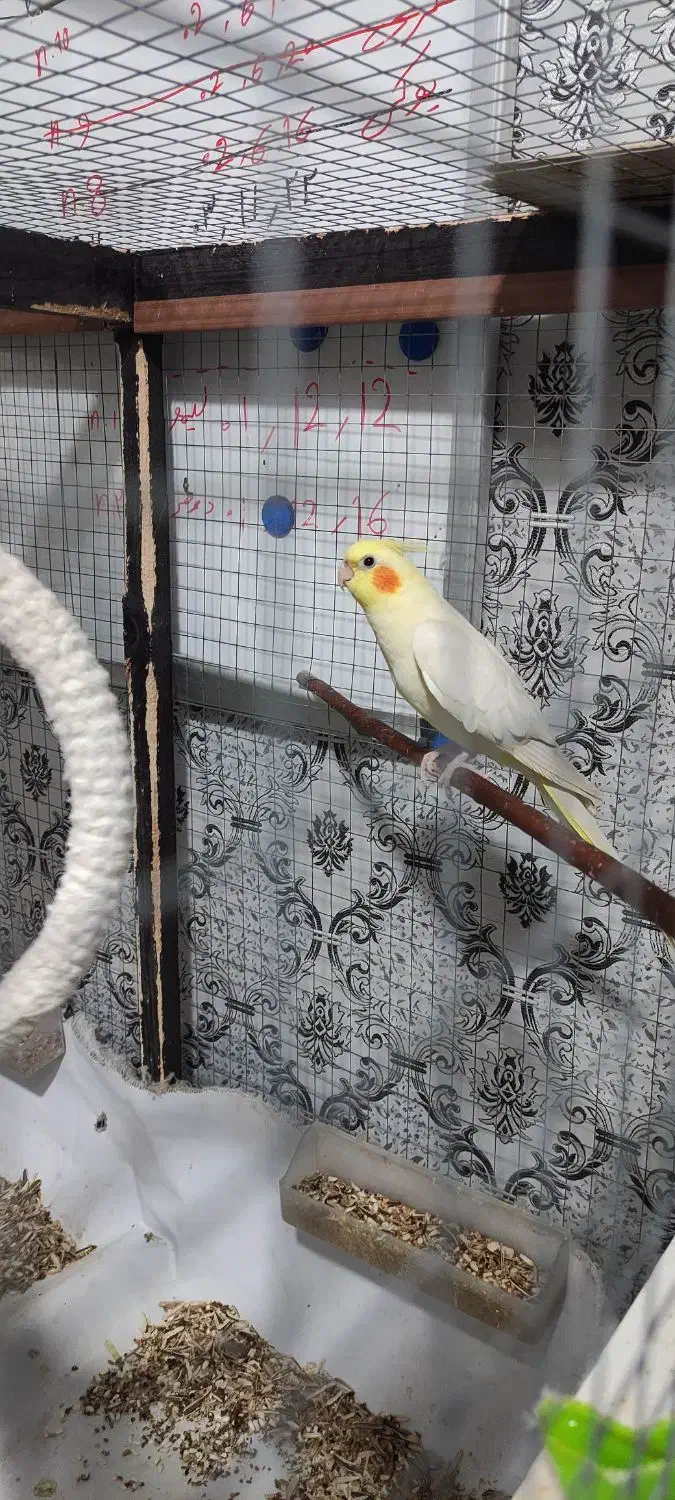 عروس هلندی|پرنده|دوگنبدان, |دیوار