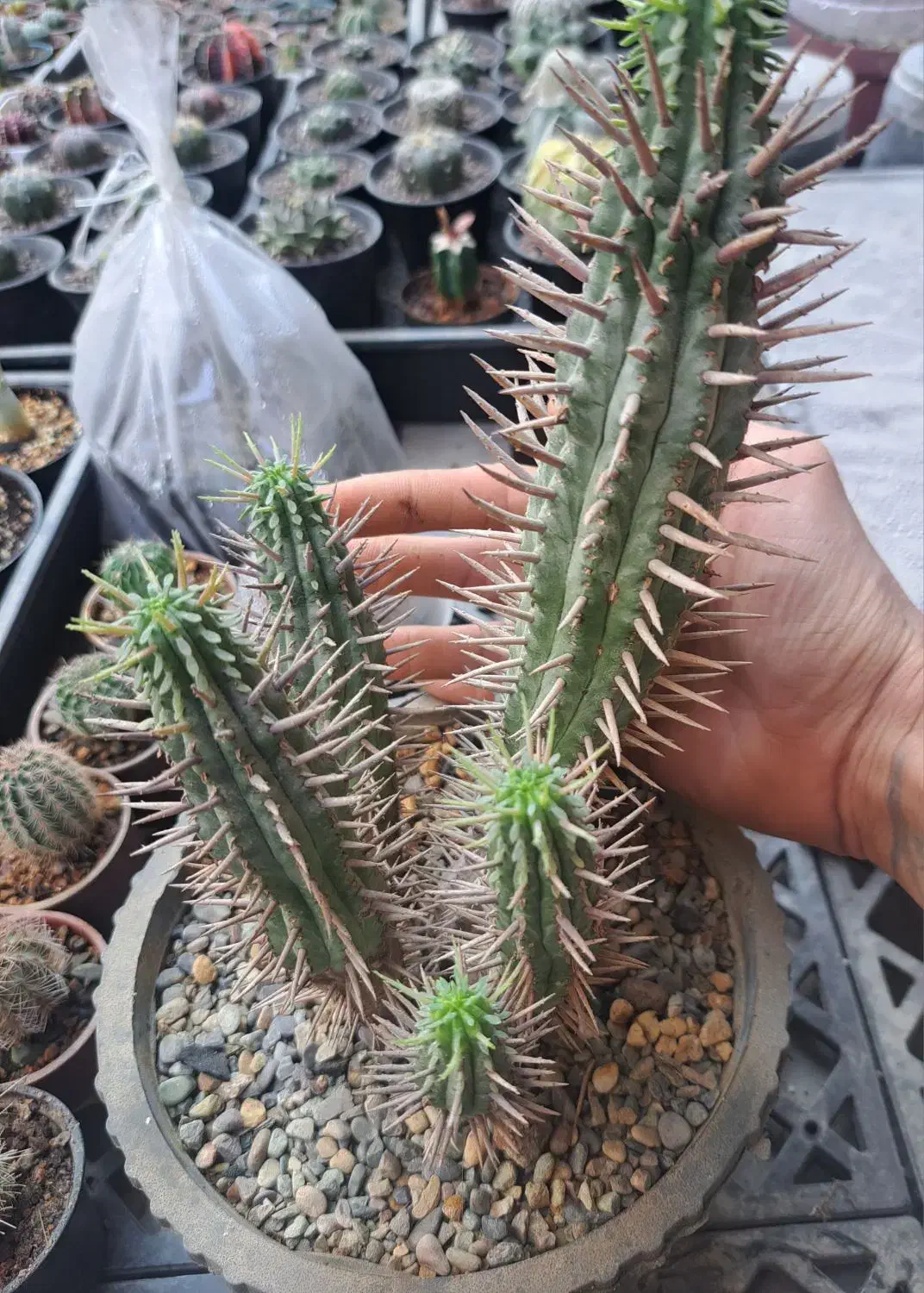 افوربیا فروکس، کاکتوس|گل و گیاه طبیعی|بندرعباس, |دیوار