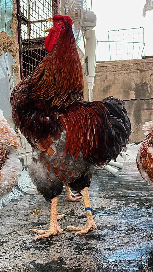 ویاندوت ویاندوت بلورد|حیوانات مزرعه|تهران, امام خمینی|دیوار