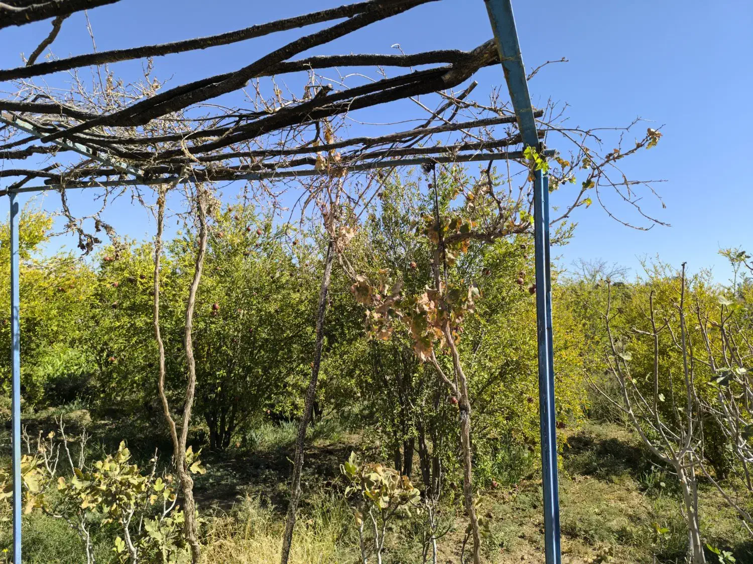 فروش باغ ۵۰۰ متری در حومه شهری خوسف زیرقیمت|فروش زمین و ملک کلنگی|خوسف, |دیوار