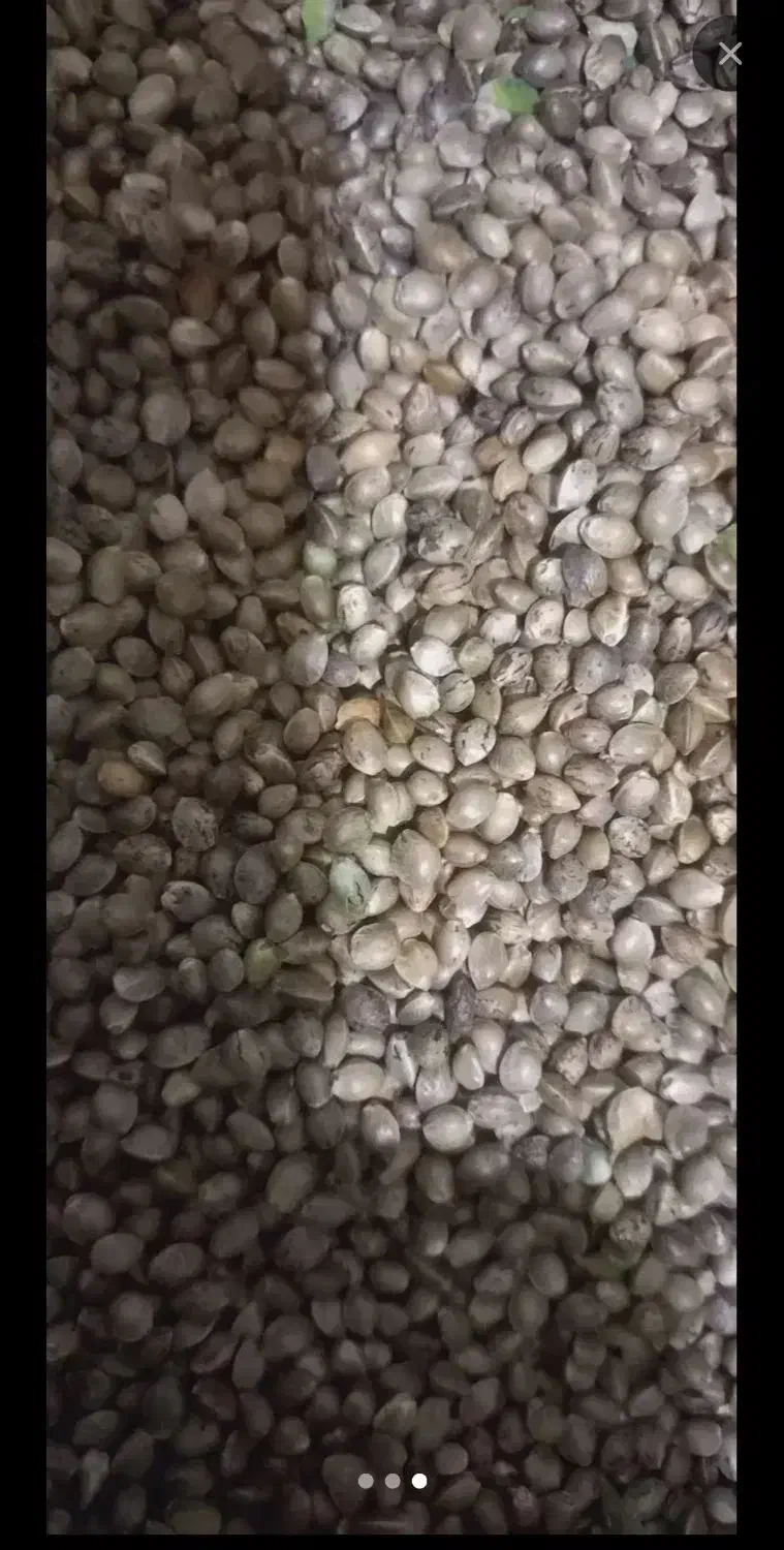 شاهدانه|گل و گیاه طبیعی|زرین دشت (همدان), |دیوار