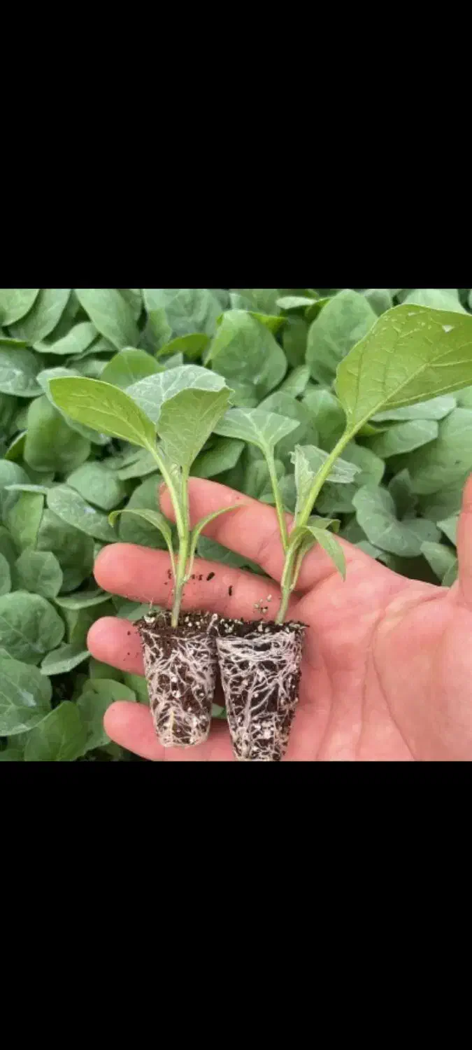 نشا توت فرنگی و کاهو و کلم رسید|خدمات باغبانی و درختکاری|رامشیر, |دیوار