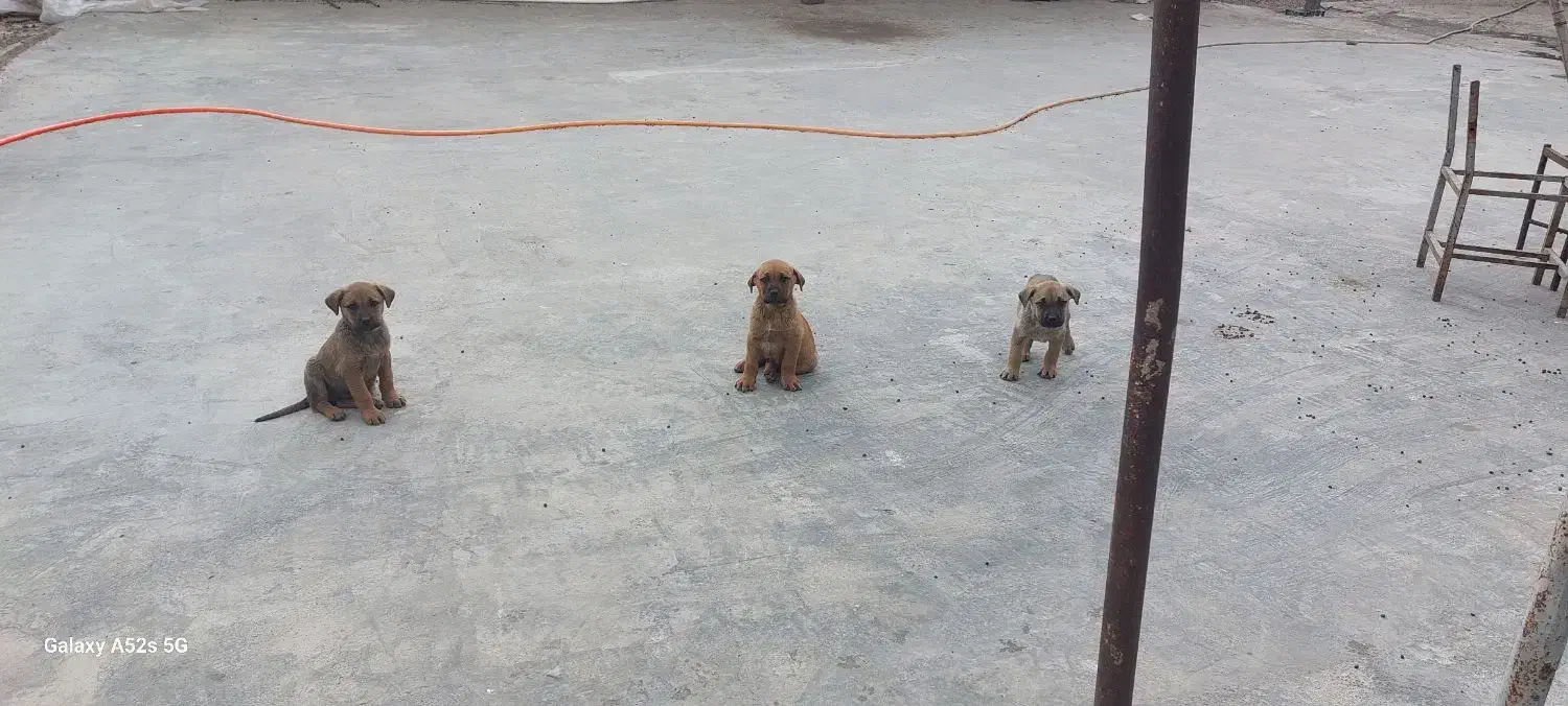 توله دو ماه کنکورسو|سگ|رینه, |دیوار