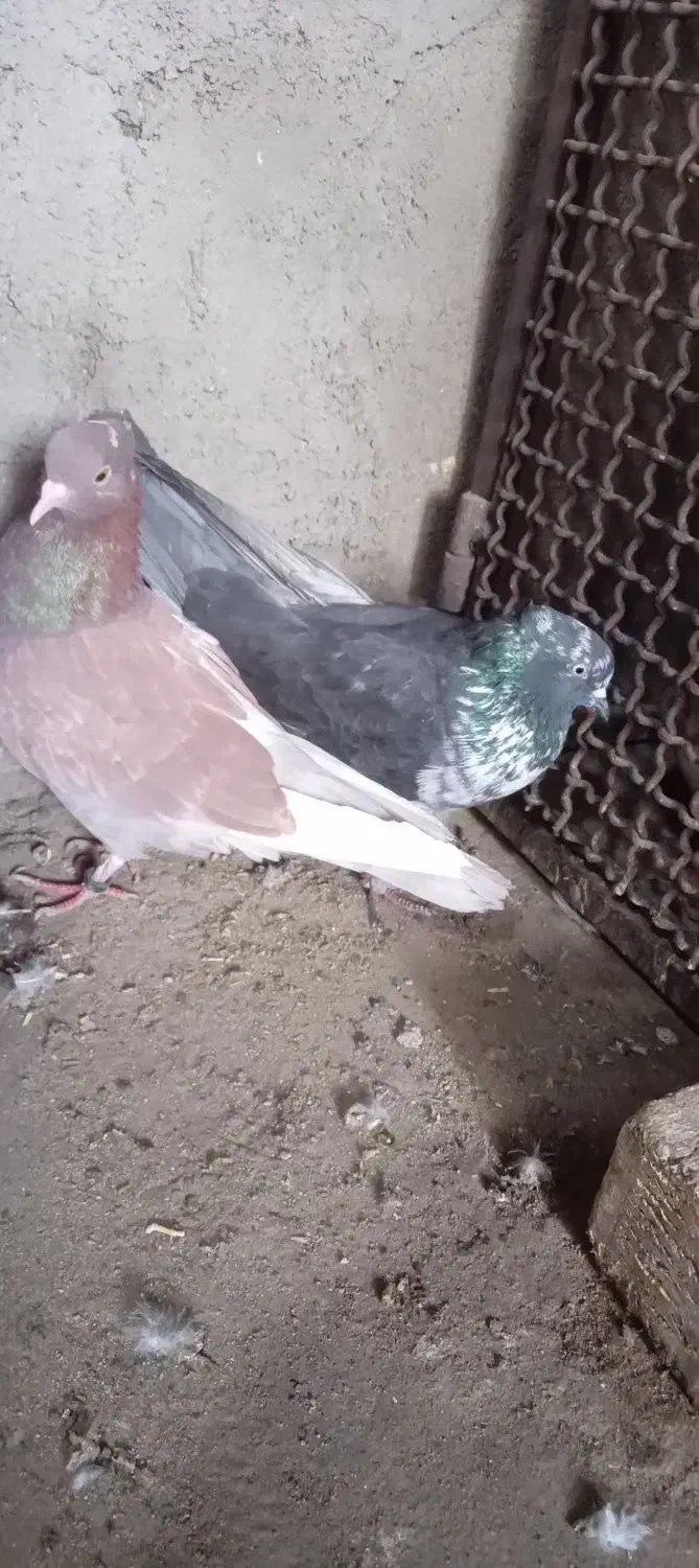 نروماده پرشی ویک عددماده|پرنده|قم, سید معصوم|دیوار