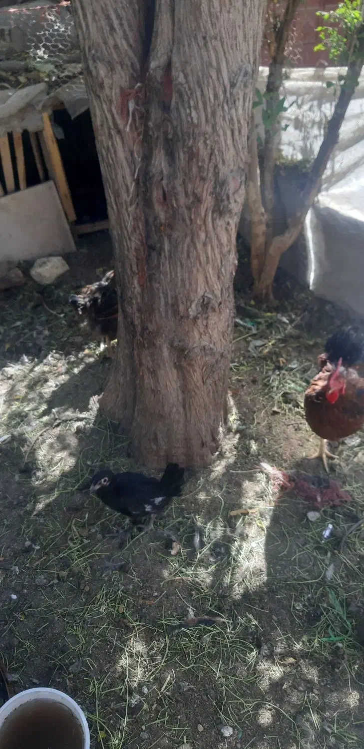 مرغ و خروس|حیوانات مزرعه|پیر بکران, |دیوار