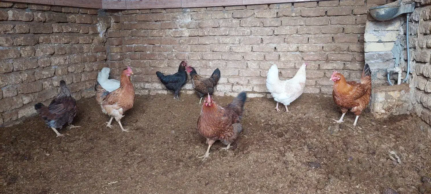 مرغ محلی|حیوانات مزرعه|کرمانشاه, |دیوار