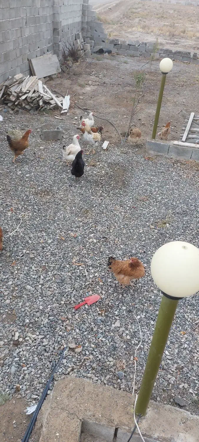 مرغ و خروس محلی|حیوانات مزرعه|صوفیان, |دیوار