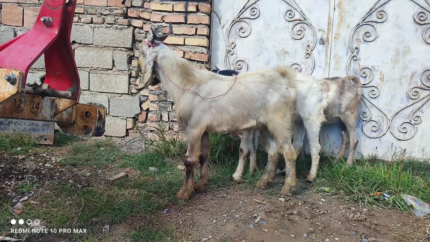 بزغاله نر|حیوانات مزرعه|گرگان, |دیوار