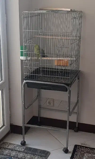 طوطی ملنگو و پایه چرخ داره|پرنده|فولادشهر, مسکن مهر فولادشهر|دیوار