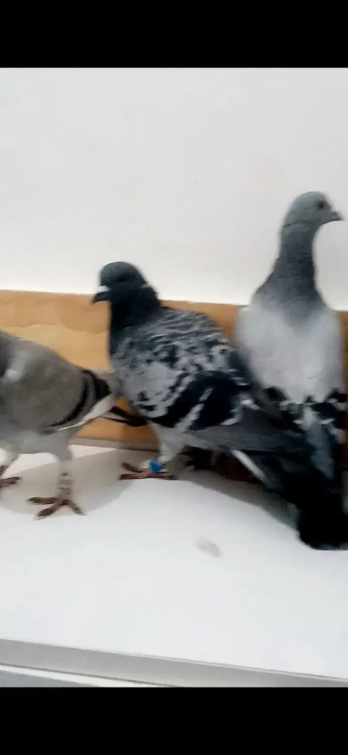 سلام دوستان|پرنده|تربت‌حیدریه, بالا ولایت|دیوار