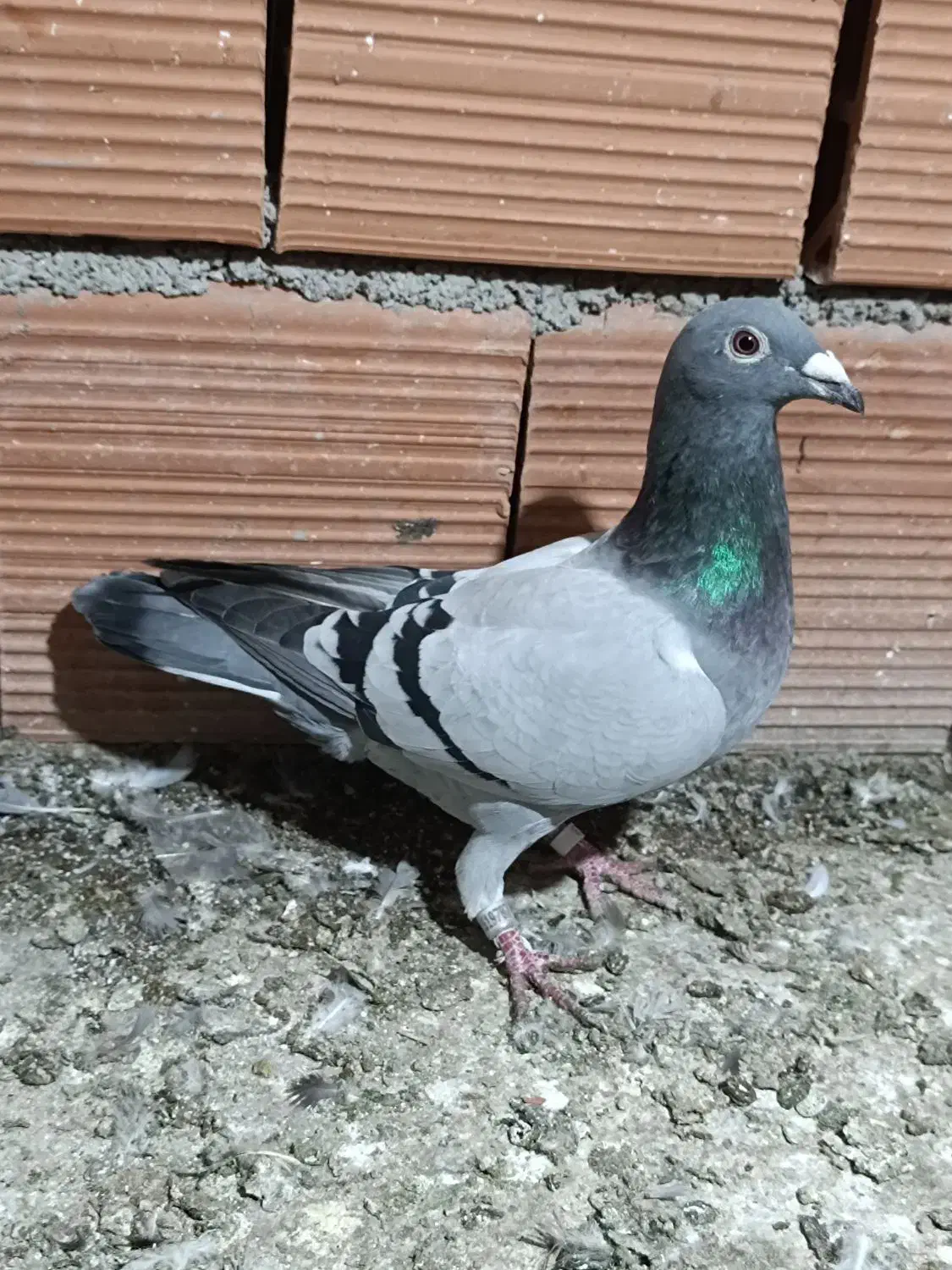 کبوتر آلمانی|پرنده|گنبد کاووس, |دیوار