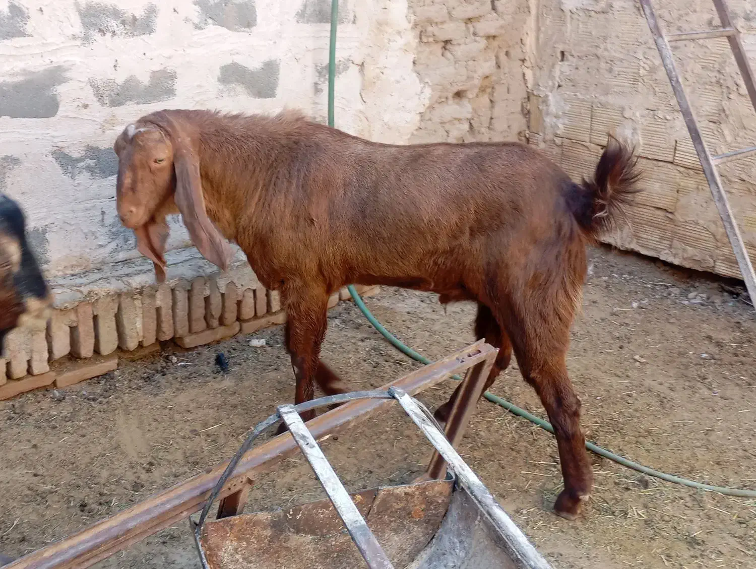 نری پاکستانی و الپاین|حیوانات مزرعه|میبد, |دیوار