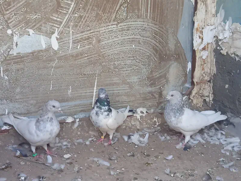 فوری|پرنده|بم, |دیوار