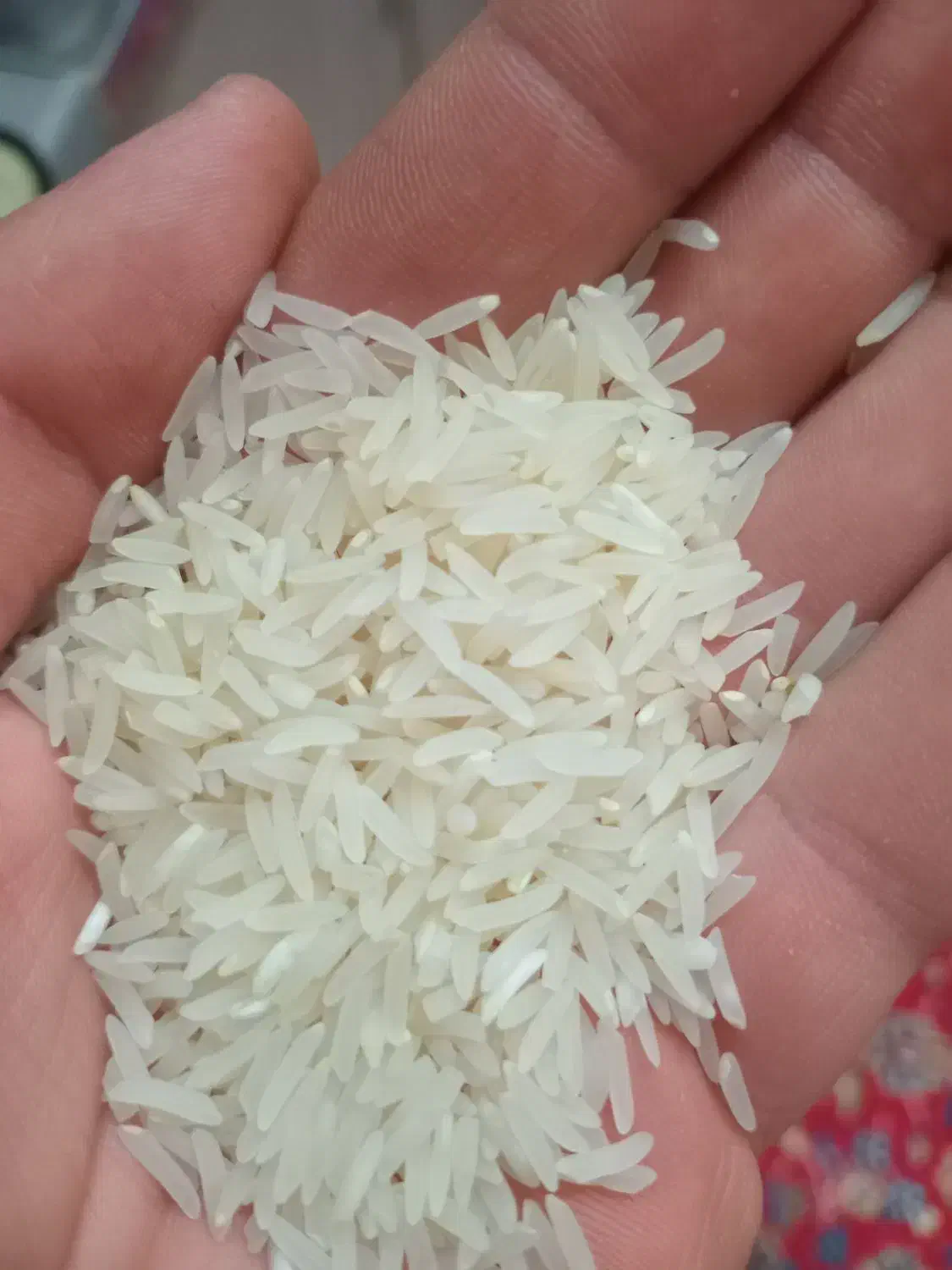 برنج فجر سوزنی گرگان ۹۰ روزه|خوردنی و آشامیدنی|ری, دیلمان|دیوار