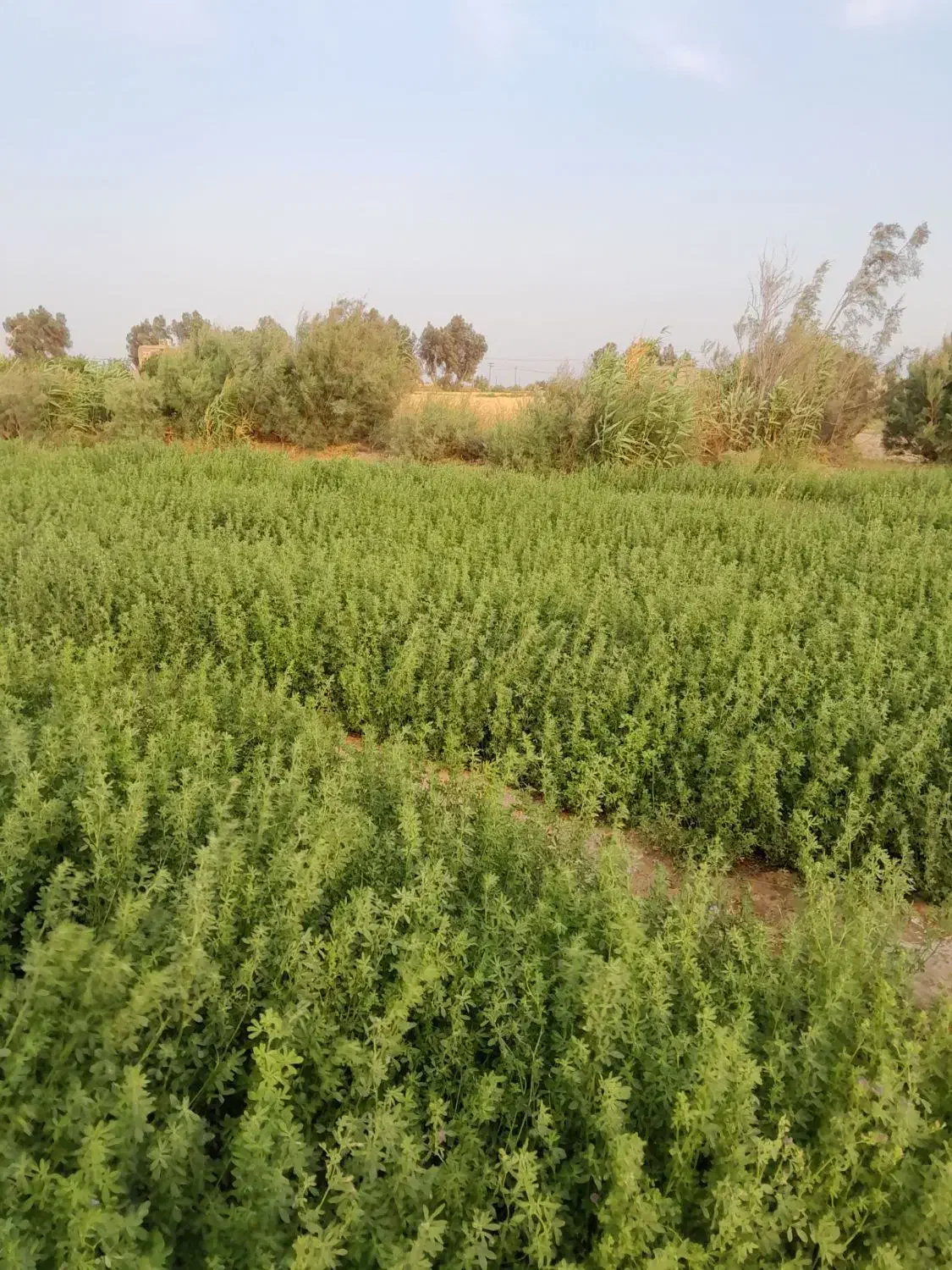 زمین کشاورزی روستای پیری بنیاد|فروش دفتر صنعتی، کشاورزی، تجاری|زابل, |دیوار