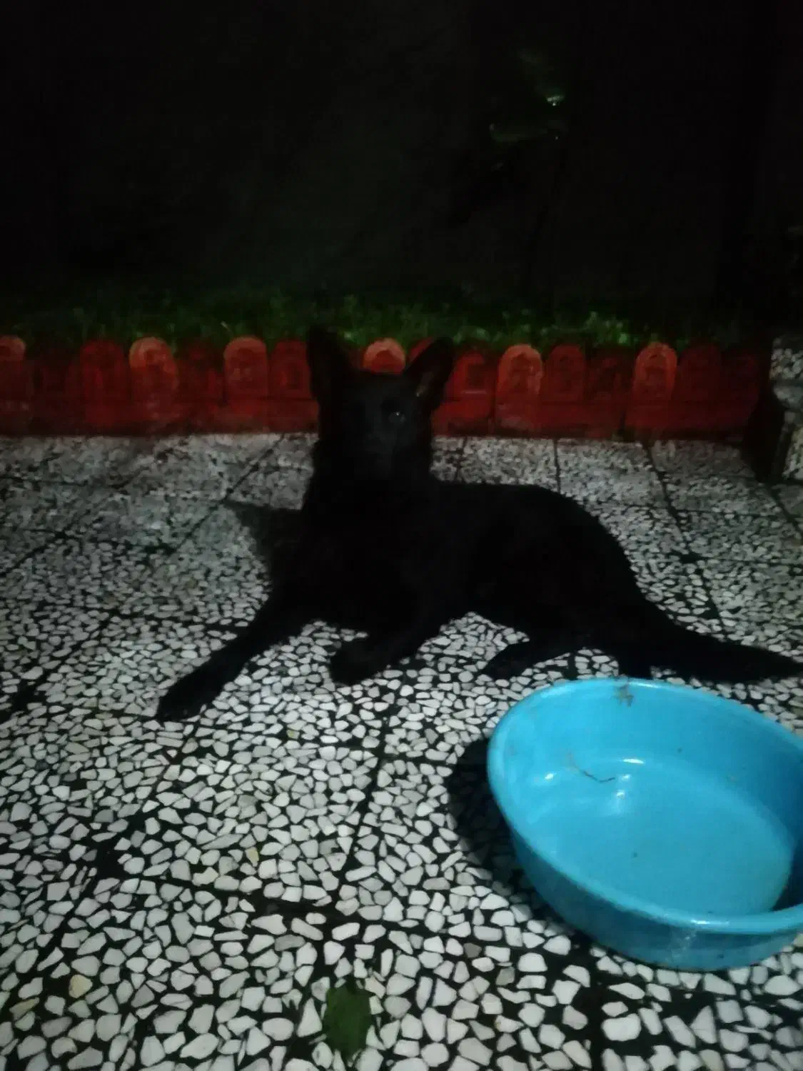 واگذاری سگ ژرمنشولاینبلاک۲ساله،تعلیم دیده|سگ|رحیمآباد, |دیوار