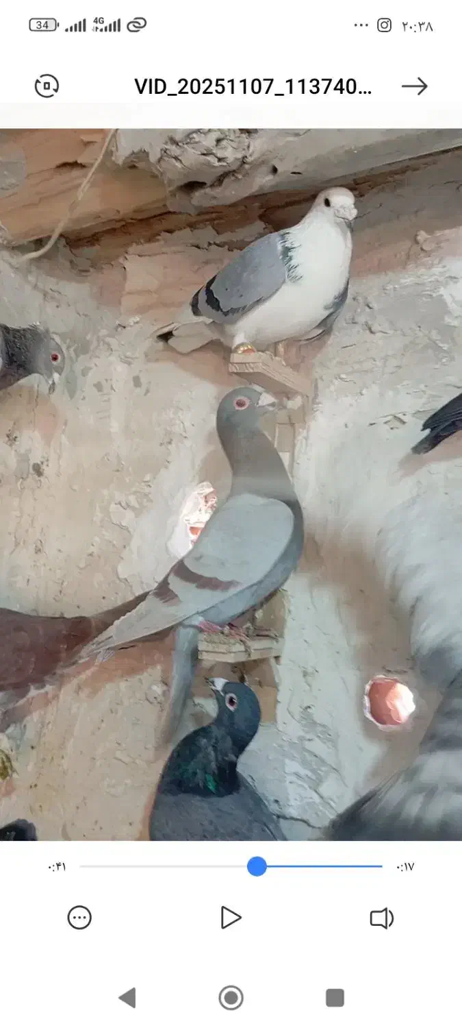 گمشده کسی گرفته خریدارم|پرنده|شیروان (خراسان), |دیوار