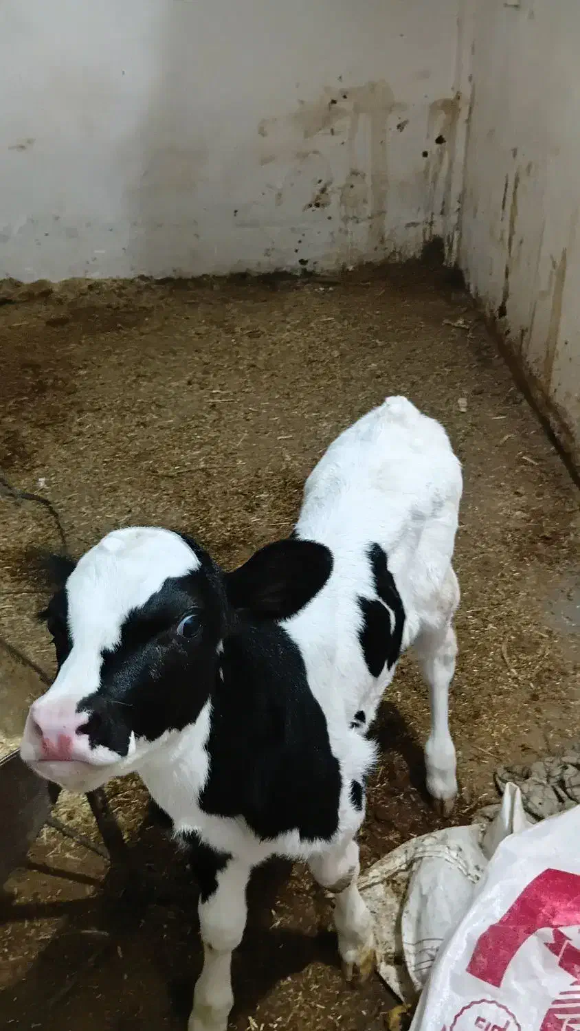 گوساله شیری ماده  هلشتاین اصل|حیوانات مزرعه|بروجرد, |دیوار