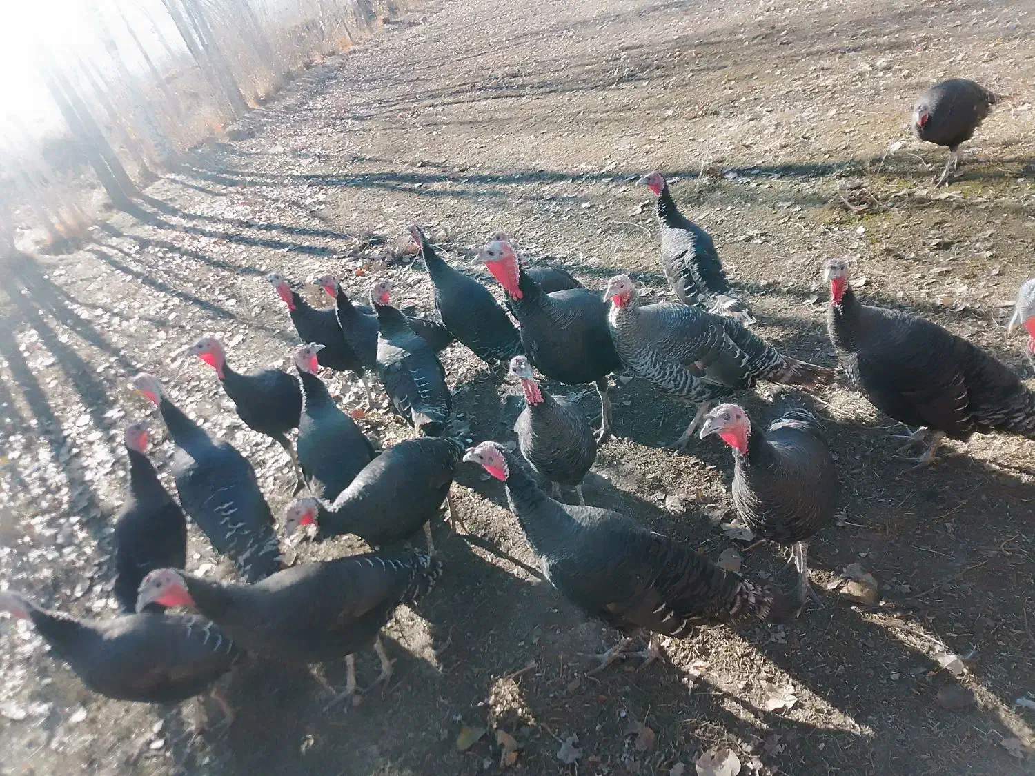 غاز و بوقلمون فروشی|حیوانات مزرعه|چالدران, |دیوار