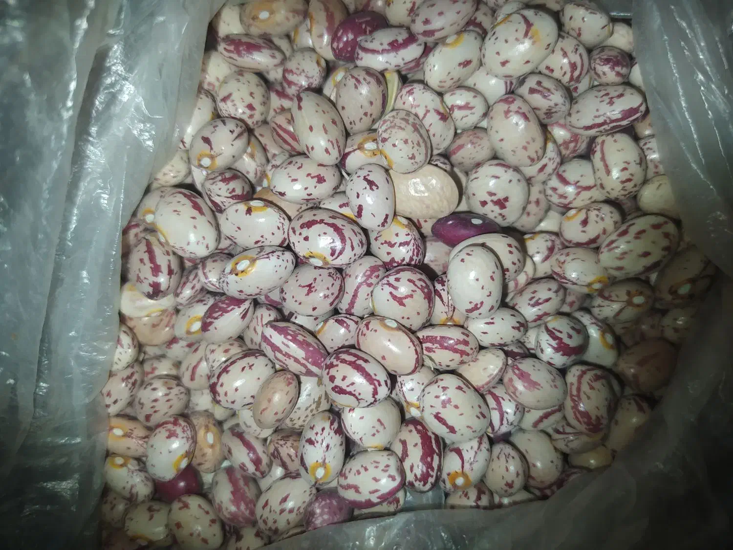 لوبیا چیتی|عمده‌فروشی|خمین, |دیوار