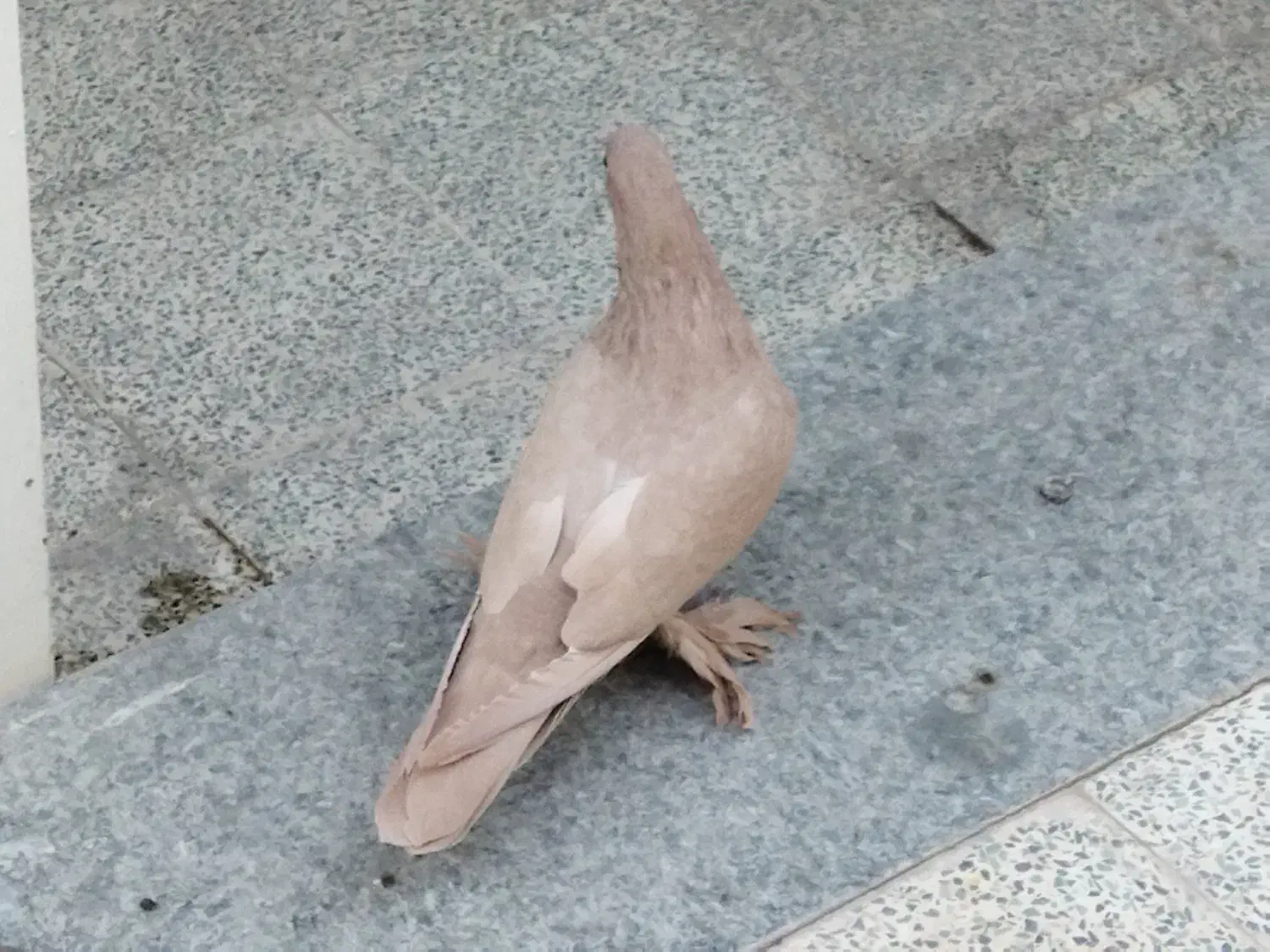 کفتر ماده زرد|پرنده|کرمان, |دیوار