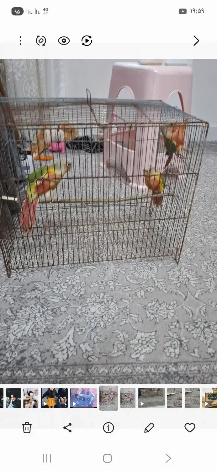 فروش گرینچیک دبل رد|پرنده|نور, |دیوار