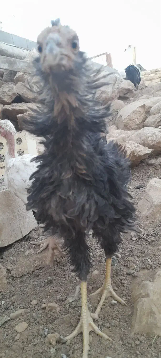 مرغ خروس گلین ریشی چهلتاج|حیوانات مزرعه|لردگان, |دیوار