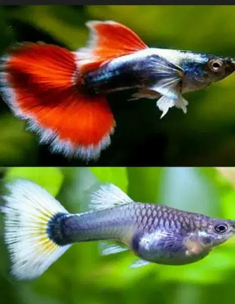 گوپی گاوی سوپر مولد در رنگ‌های متنوع|ماهی|مشهد, احمدآباد|دیوار