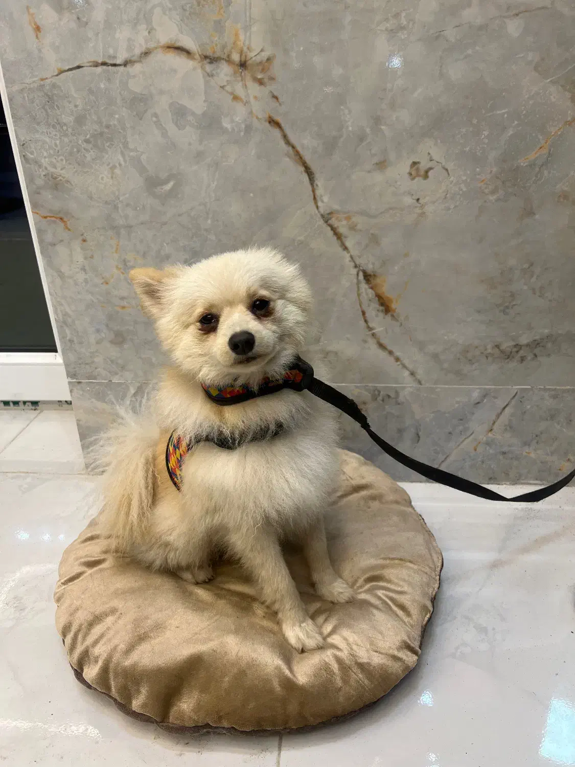 سگ پامر نر|سگ|آستانه اشرفیه, |دیوار