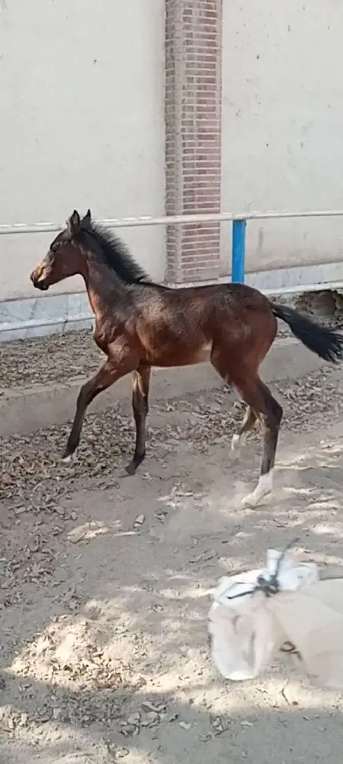 کره دره شور سه ماهه|اسب و تجهیزات اسبسواری|فردوسیه, |دیوار