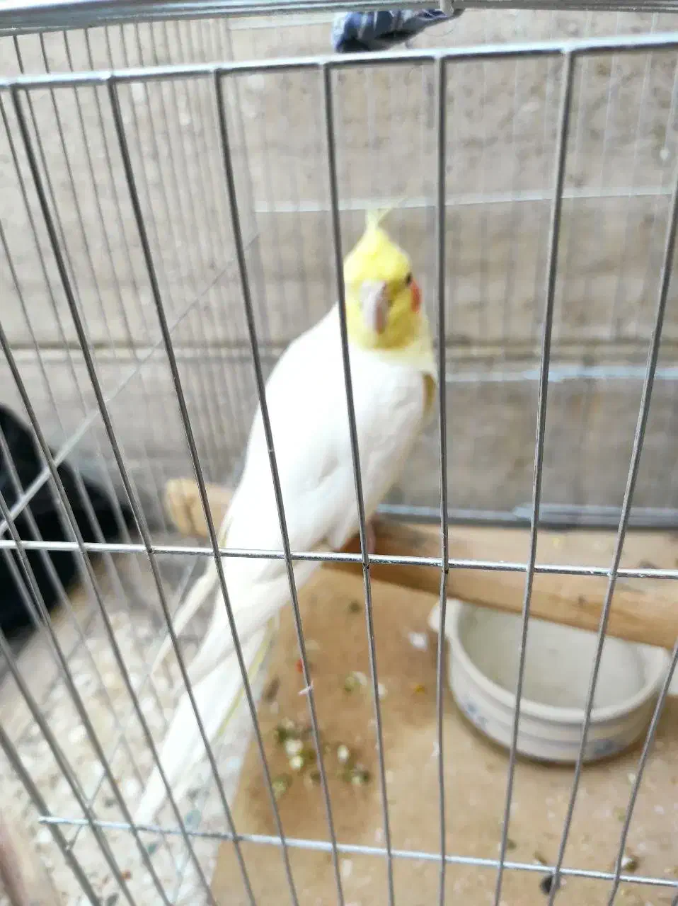 طوطی هلندی نر پیکو گل پسر|پرنده|ایلام, |دیوار