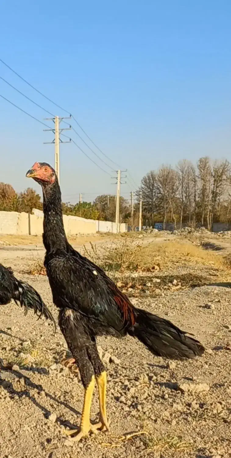 جوجه لاری|حیوانات مزرعه|مشکین‌دشت, |دیوار