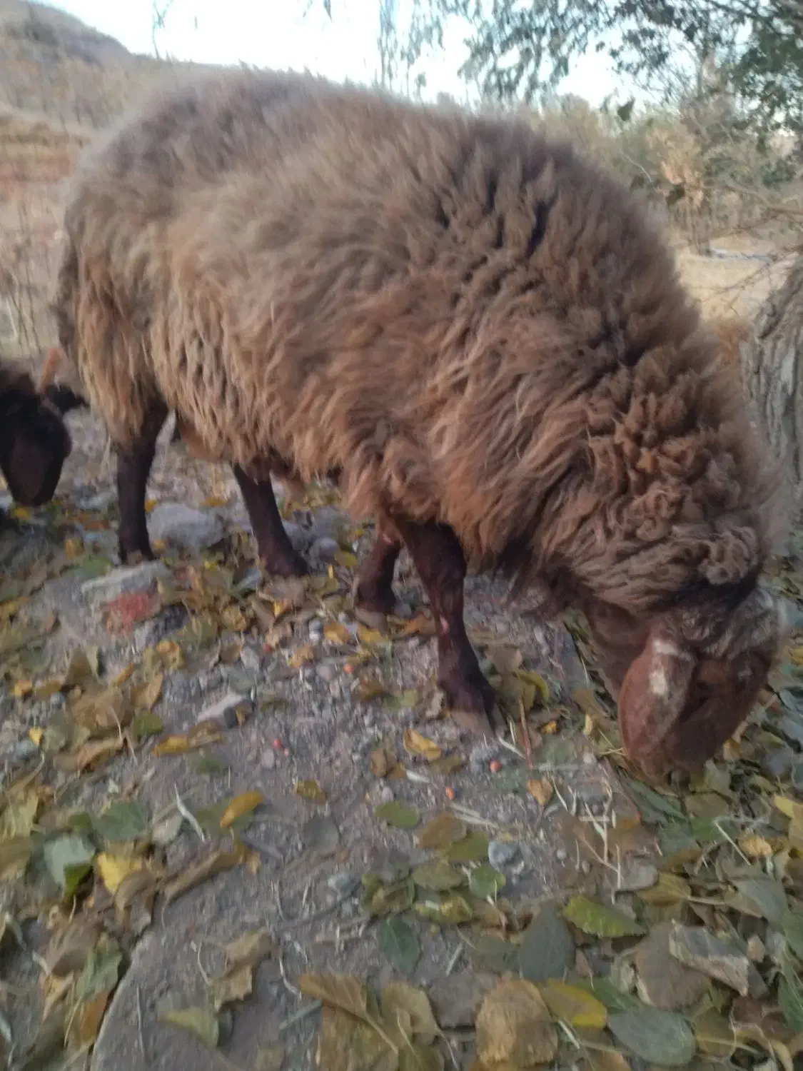 قوچ همو|حیوانات مزرعه|مشهد, شهرک ابوذر|دیوار