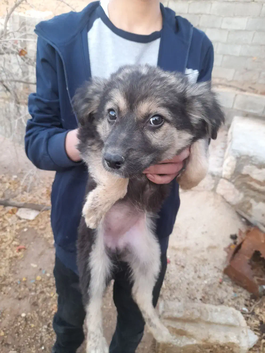 فروشی|سگ|شیراز, کیان شهر|دیوار