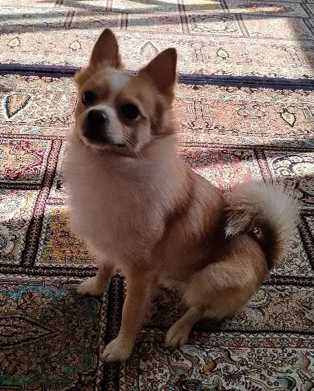 سگ پامر|سگ|اصفهان, شهرک کاوه|دیوار