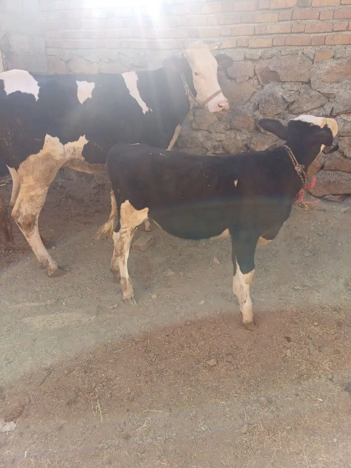 گاو گوساله نوین سمنتال|حیوانات مزرعه|حسین آباد, |دیوار